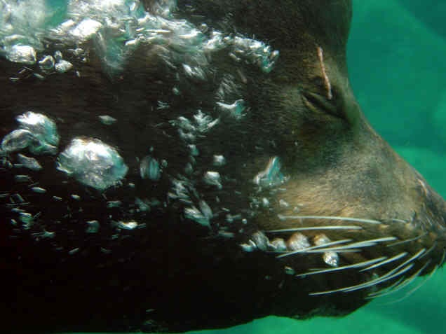 Sea lion