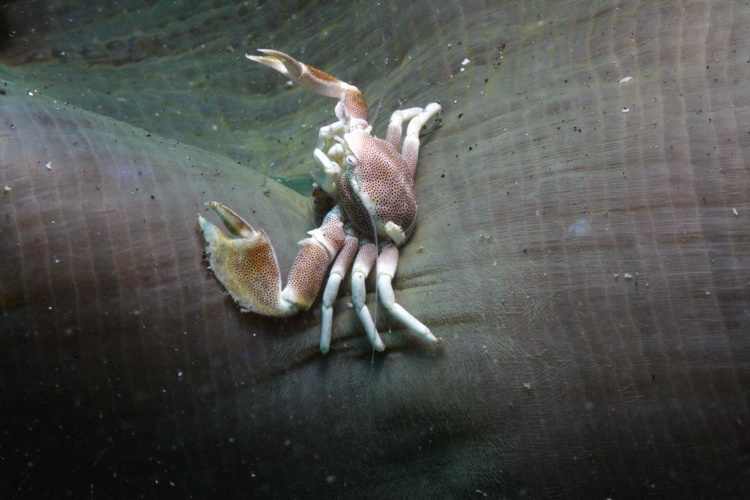 Crab1