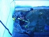 Ice Diving