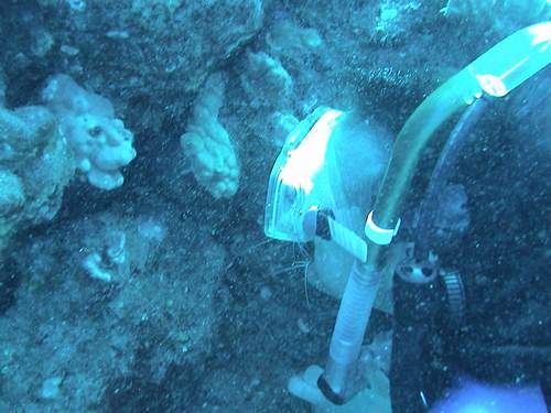 Cleaner Shrimp, cleaning my teeth....