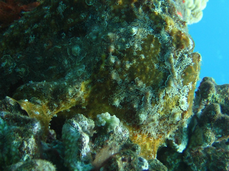 Commerson`s Frog Fish, Lahaina, Maui