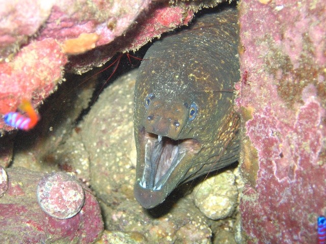 Moray, Cleaner shrimp,Indian Rock, Santa Catalina Island, Calif.