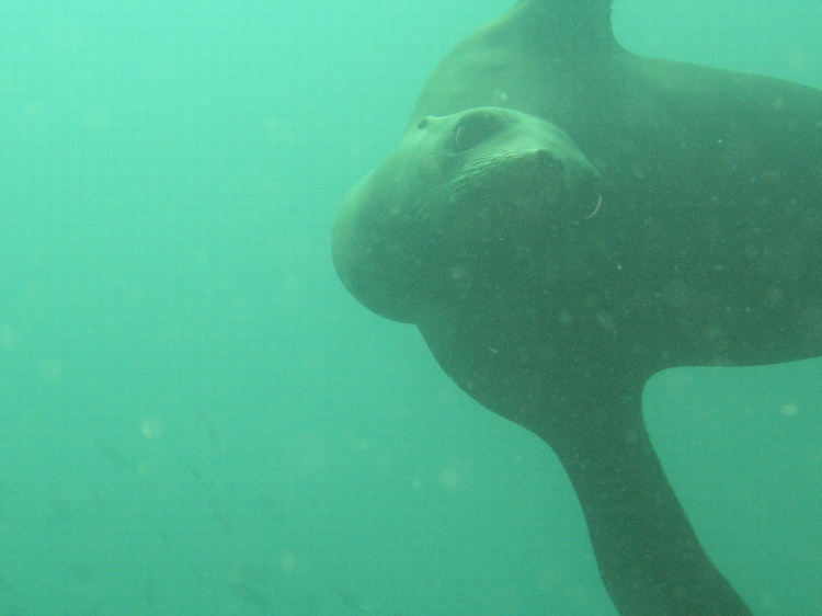 Los Isolotes, Sea Lion Rookery, Sea of Cortez, La Paz, BC