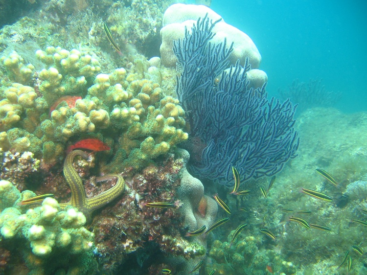 Reef Scene, La Reina, Near Cerralvo Island, La Paz, BC