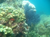 Reef Scene, La Reina, Near Cerralvo Island, La Paz, BC