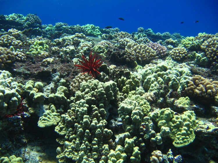 Inside Molokini Crater, Maui