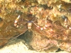 Scarlet Cleaner Shrimp, Wilea Point, Maui