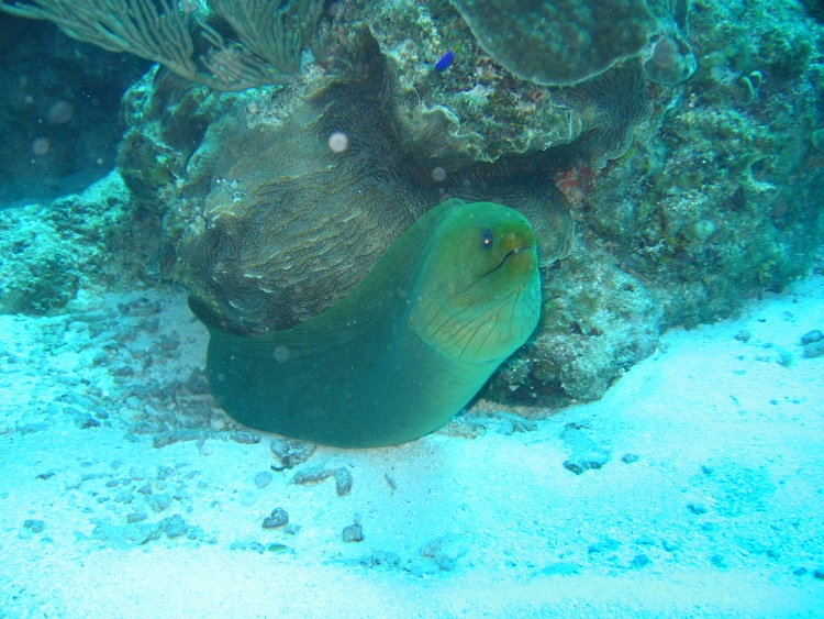 Green Moray, Tackle Box Canyon, Ambergris Caye, BZ