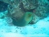 Green Moray, Tackle Box Canyon, Ambergris Caye, BZ