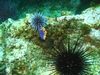 Spanish Shawl (Flabellina iodinea), Anacapa Island, Calif.