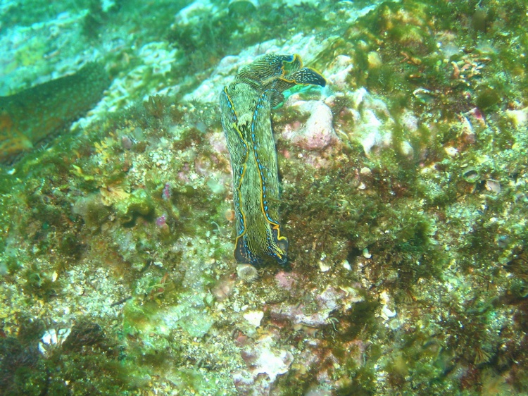 Navanax inermis, Anacapa Island, Calif.