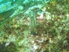 Navanax inermis, Anacapa Island, Calif.