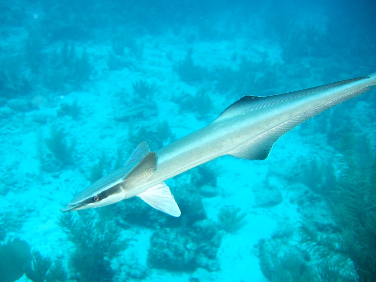 Remora, Toffee Canyon, Ambergris Caye, BZ