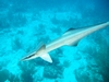 Remora, Toffee Canyon, Ambergris Caye, BZ