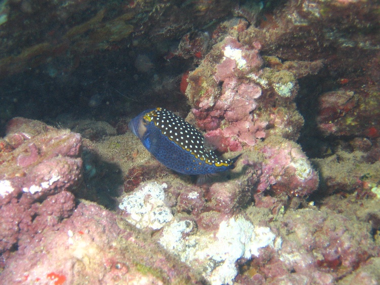 Spotted Boxfish, off Lanai, Hawaii