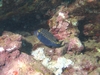 Spotted Boxfish, off Lanai, Hawaii