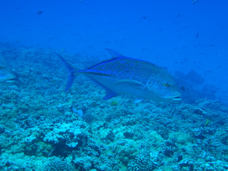 Giant trevally, frontside Molokini Crater, Maui