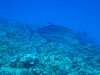 Giant trevally, frontside Molokini Crater, Maui