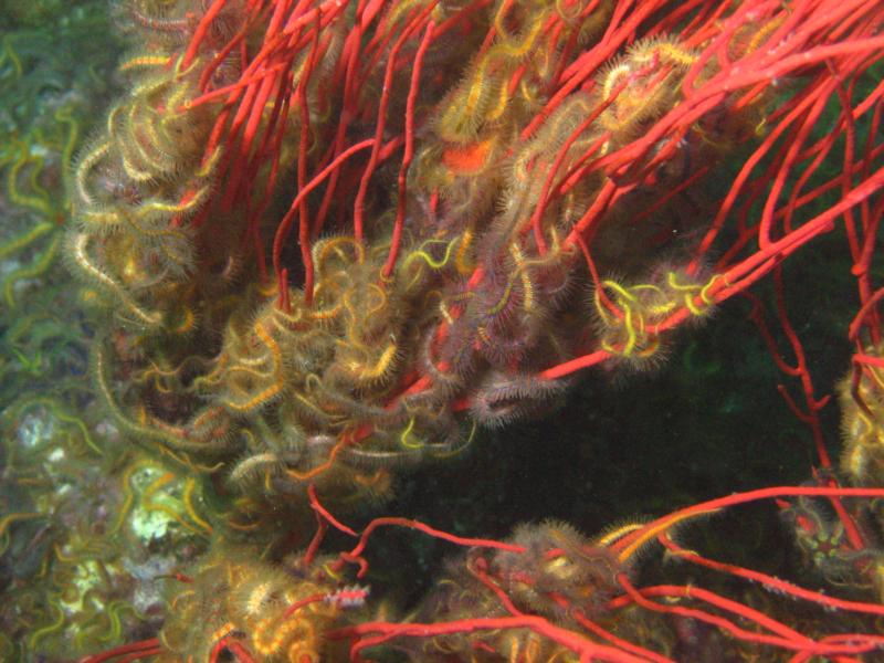 Brittle Stars, Coral Reef, Anacapa