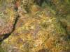 Brittle Stars, Coral Reef, Anacapa