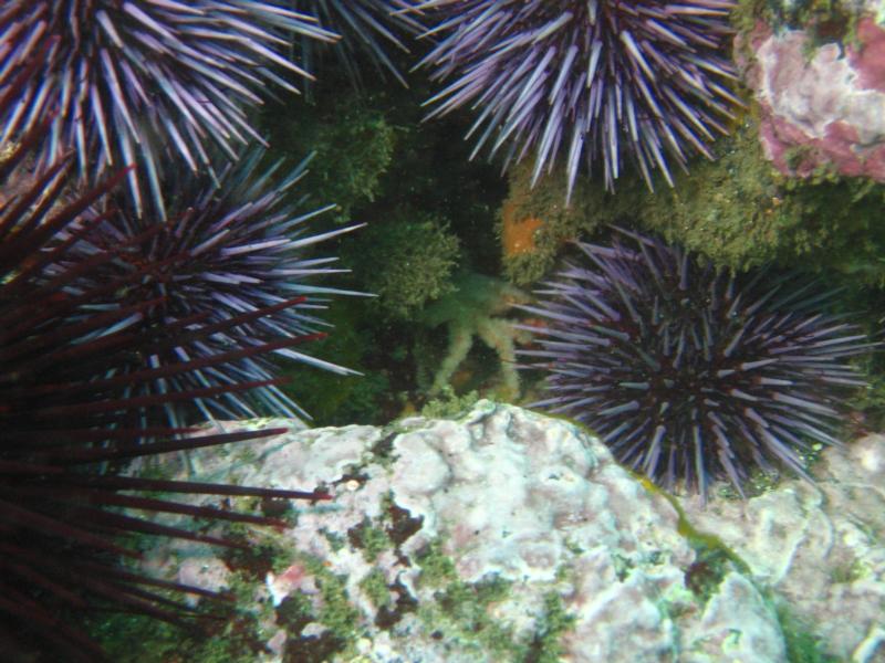 "Dwarf Teardrop Crab" Anacapa