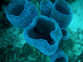 Tang in a Vase! (Bonaire 12/2007)