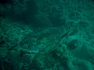 Hawksbill on the run (Bonaire 12/2007)