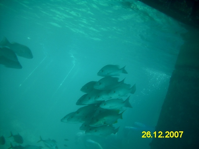The gang under the doc. (Bonaire 12/2007)