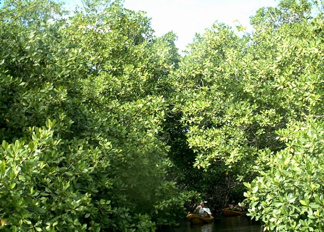 Kayaking in the Mangroves. (Bonaire 12/2007)