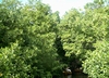 Kayaking in the Mangroves. (Bonaire 12/2007)