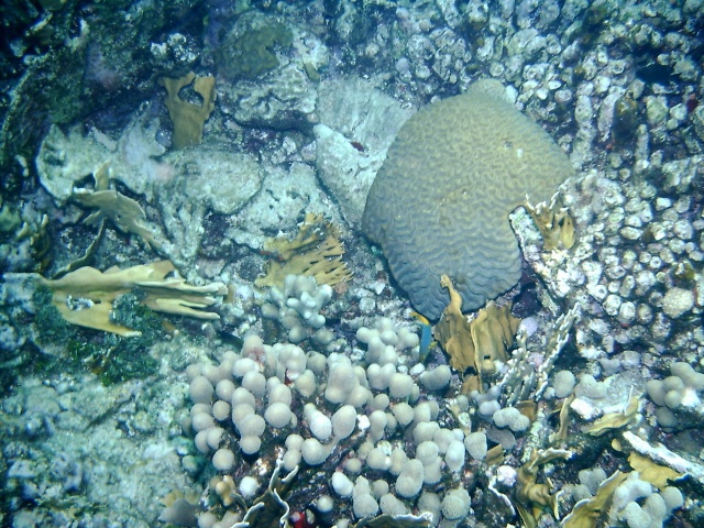 Brain Coral, Curacau, June 2007