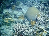 Brain Coral, Curacau, June 2007