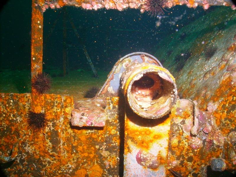 Octopus in tube on USS Oriskany - Fld June 08