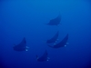 Mantas