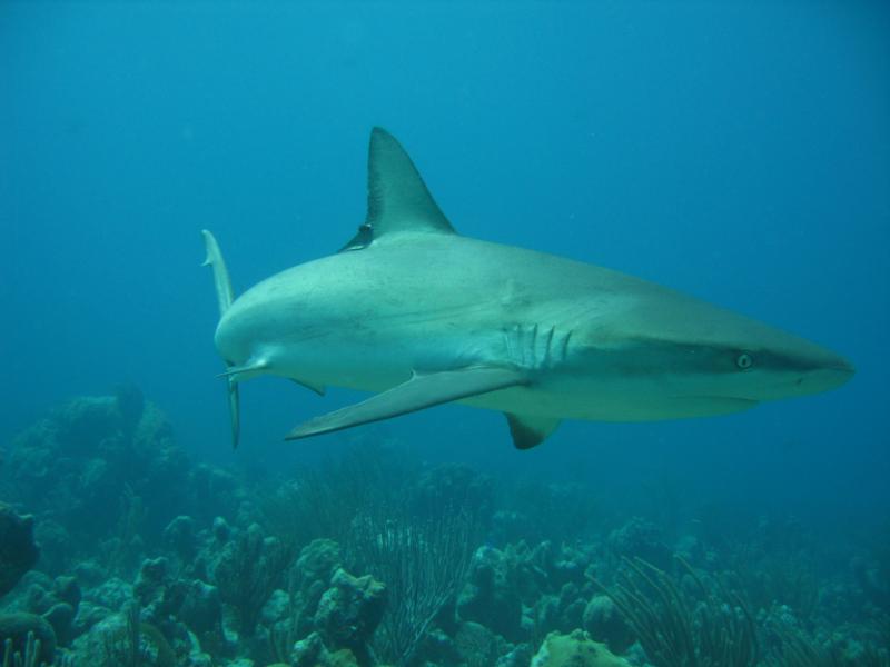 Reef Shark off Grace Bay 4/13/08