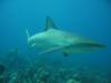 Reef Shark off Grace Bay 4/13/08