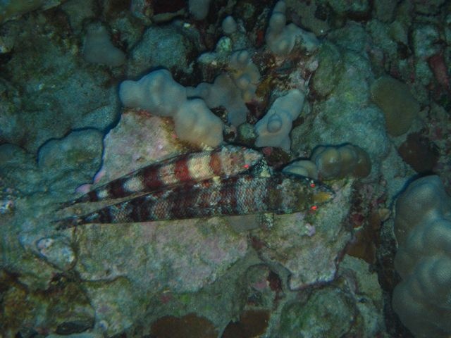 Lizard fish at Garden Eel cove.