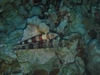 Lizard fish at Garden Eel cove.