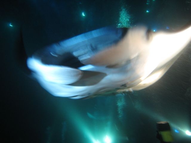 Manta ray- tough to get pics at night, but the videos came out great!