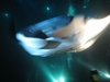 Manta ray- tough to get pics at night, but the videos came out great!