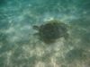 Cool turtle in Akumal