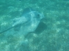 First frame of a video of a ray in Akumal