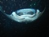 Manta Ray night dive in Hawaii