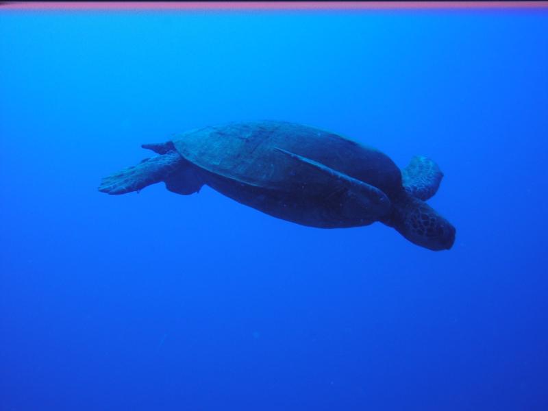 Sea Turtle, Honolulu HI