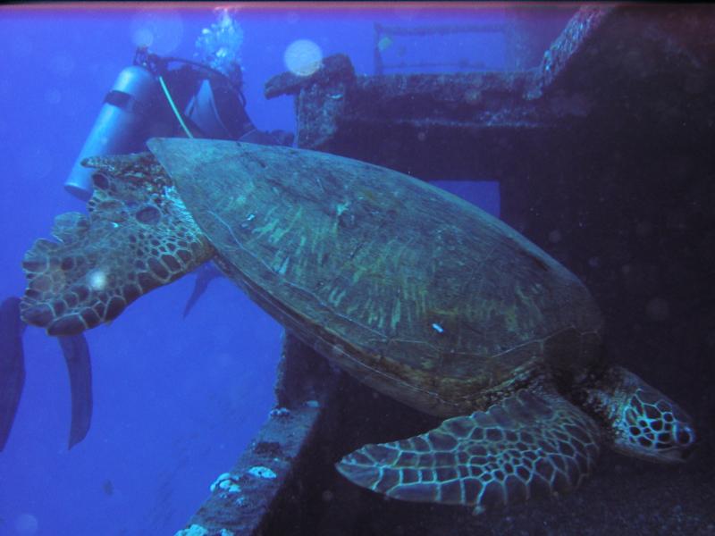 Sea Turtle, Honolulu HI