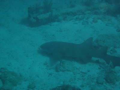 Nurse Shark