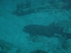 Nurse Shark