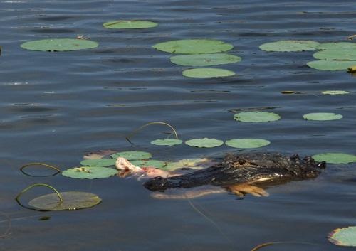 This Is Real!!! Snorkeler&Gator didn`t mix well