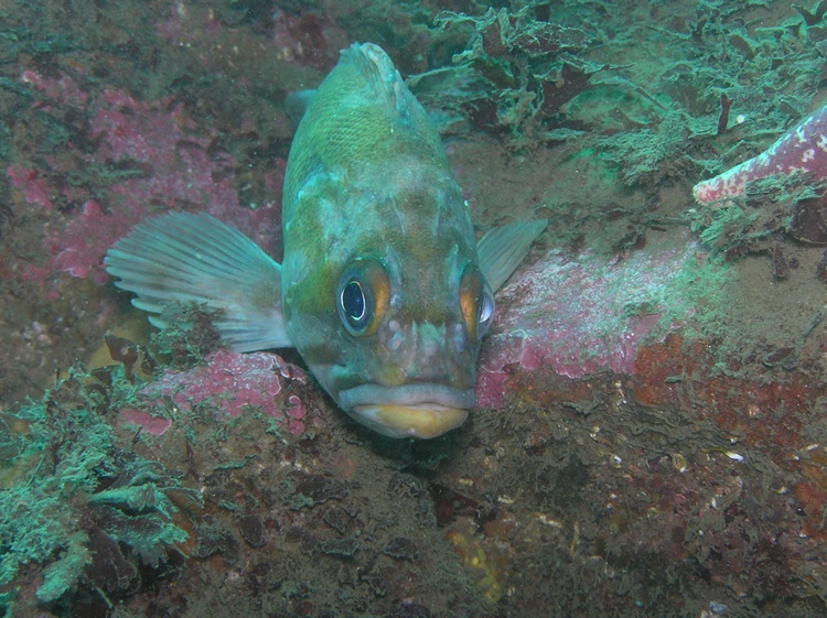 Copper Rockfish - Monterey, CA