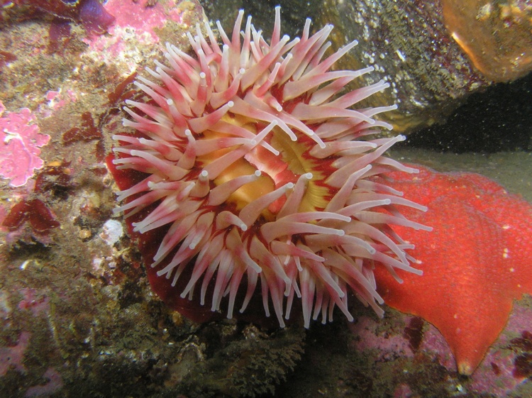 Fish-Eating Urticina Anenome - Monterey, CA